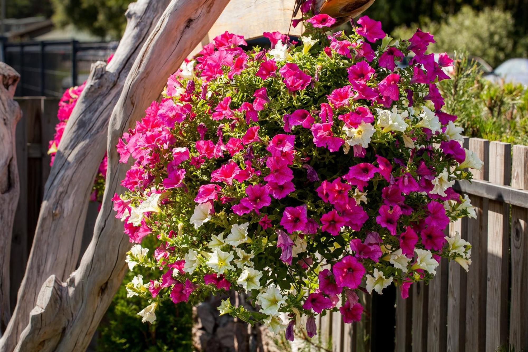 Vila Sraige Palanga Exteriér fotografie